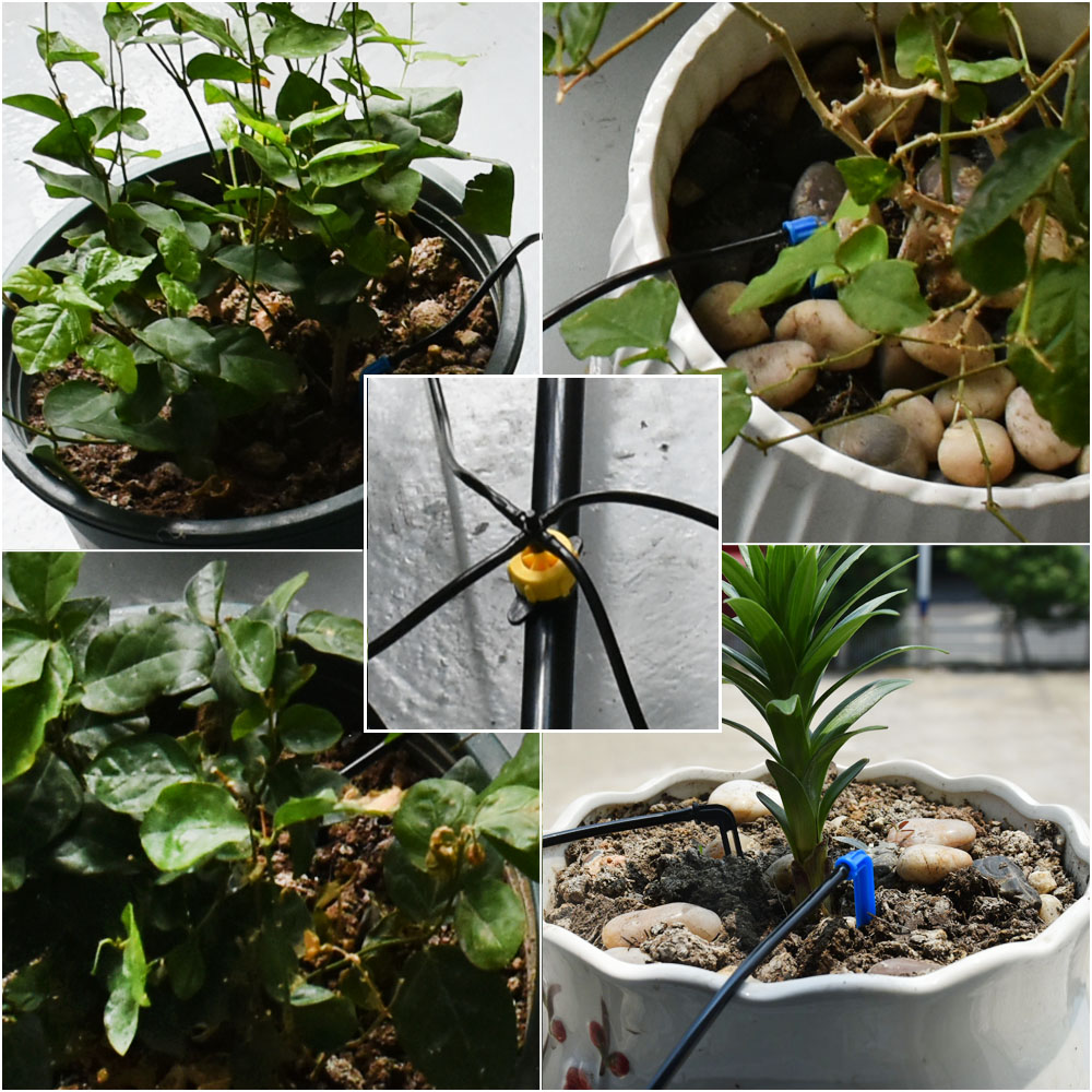 Greenhouse Potted Curved Arrow - Root Watering Spike ulasan dan harga