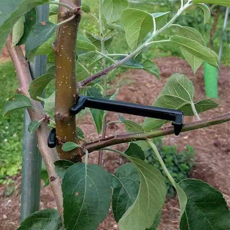 Fruit Tree Branch Puller Plant - Root Watering Spike ulasan dan harga