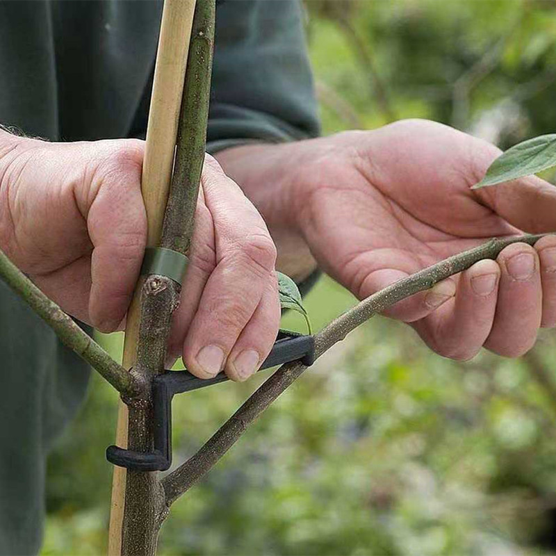 Fruit Tree Branch Puller Plant - Root Watering Spike ulasan dan harga